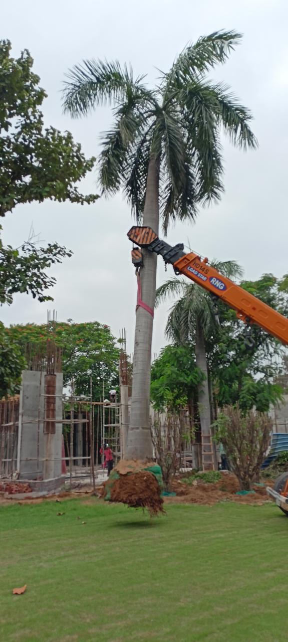 Before Palm Tree